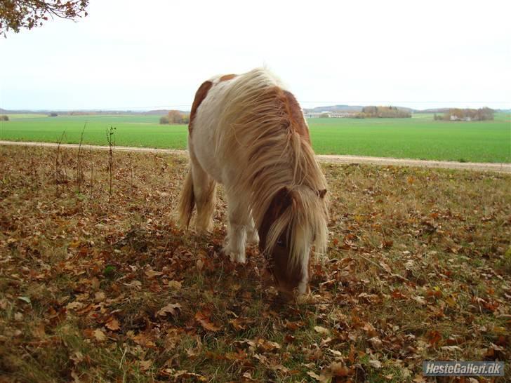 Shetlænder Skovgaardens Findus billede 9