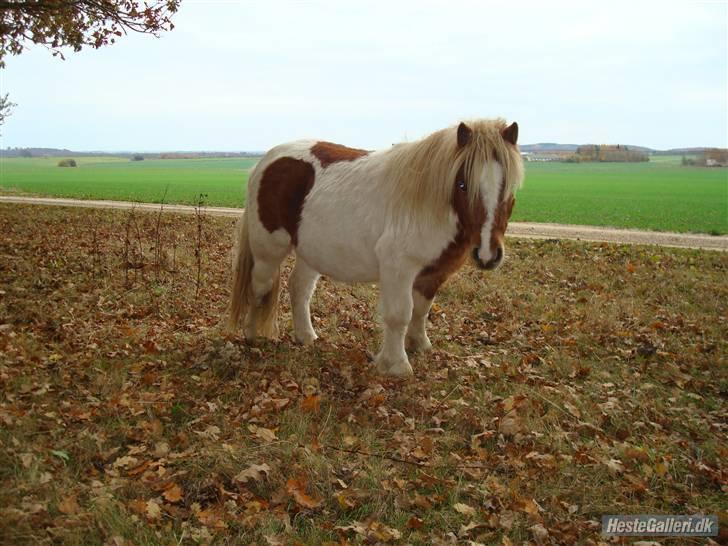 Shetlænder Skovgaardens Findus billede 10