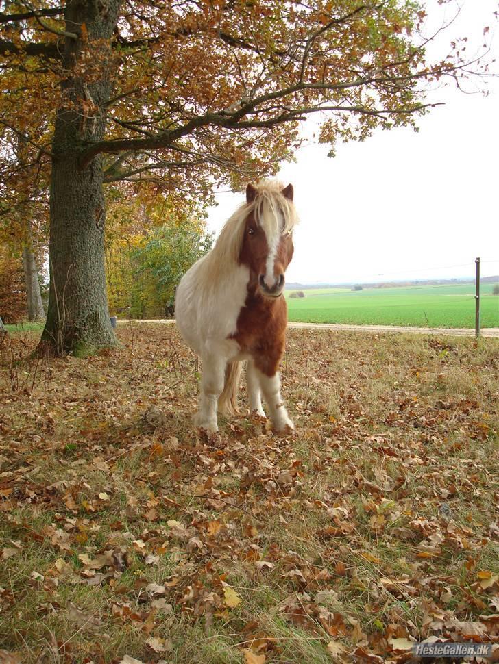 Shetlænder Skovgaardens Findus billede 11