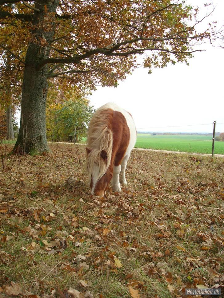 Shetlænder Skovgaardens Findus billede 12