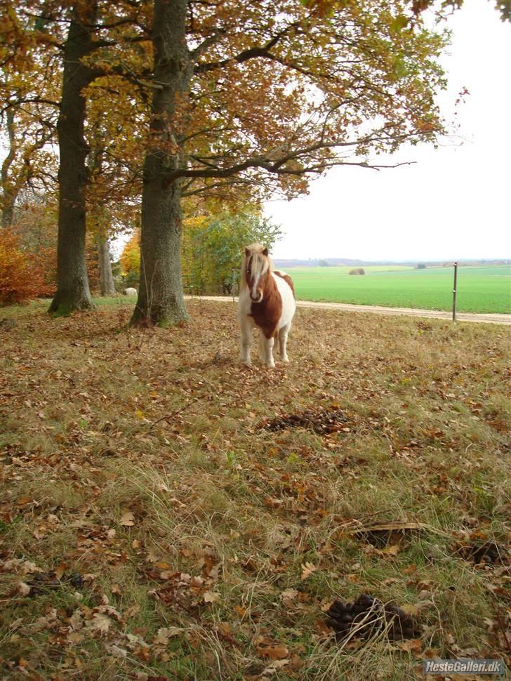 Shetlænder Skovgaardens Findus billede 13