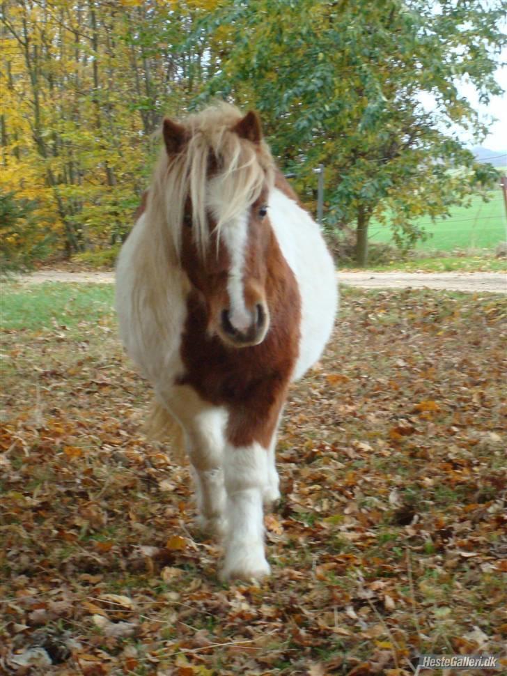 Shetlænder Skovgaardens Findus billede 14