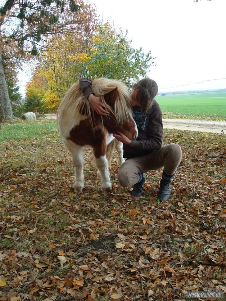 Shetlænder Skovgaardens Findus billede 15
