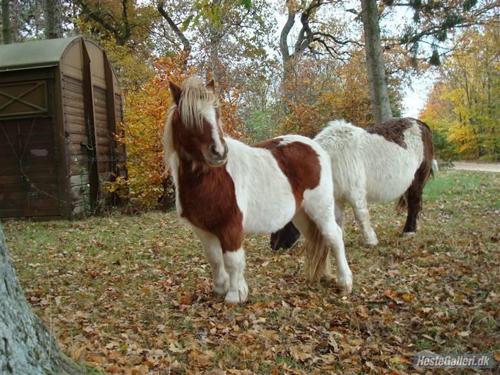 Shetlænder Skovgaardens Findus billede 16