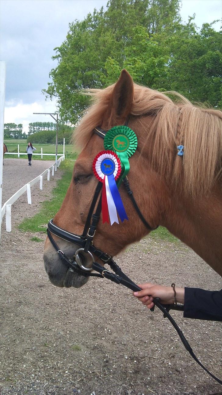 Anden særlig race Mintün Kirkaba R.I.P - mintün og malene billede 9
