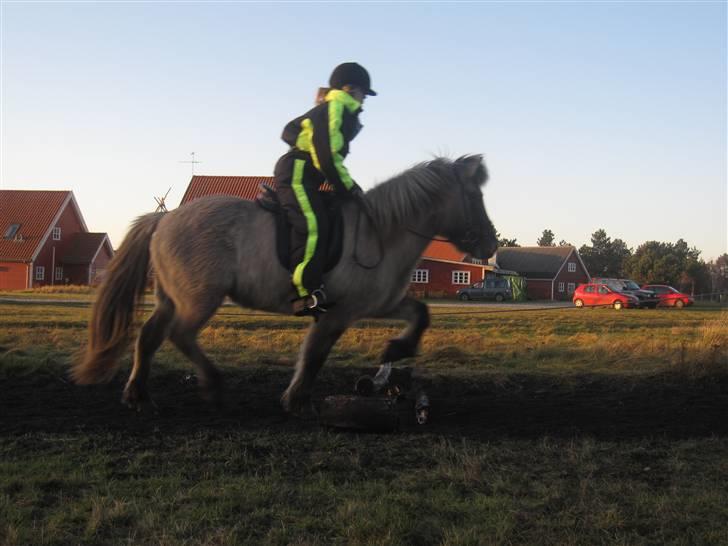 Islænder Trausti <3 tidl. lånehest - springhest billede 9