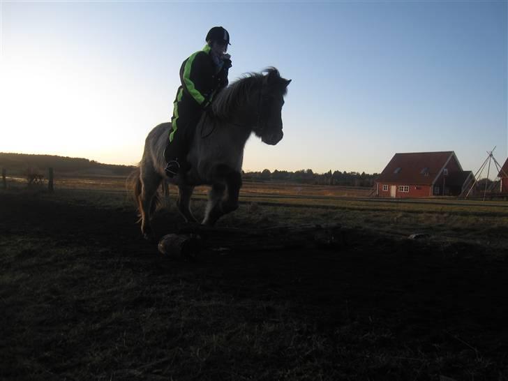 Islænder Trausti <3 tidl. lånehest - spring :) billede 11