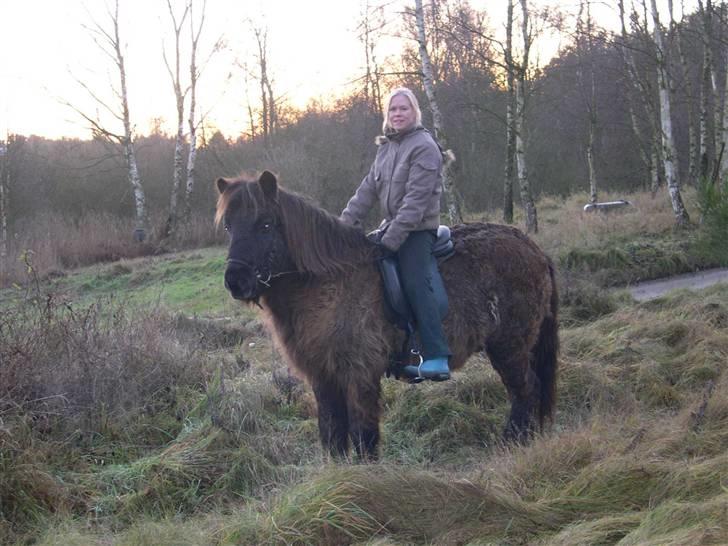 Islænder Lappi fra Hobro - Søde Lappi i egsmark billede 7