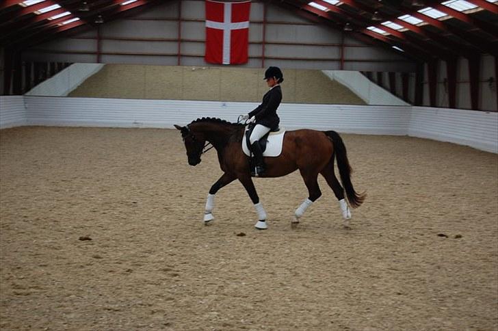 Dansk Varmblod Baunehøjens Habbiness billede 1