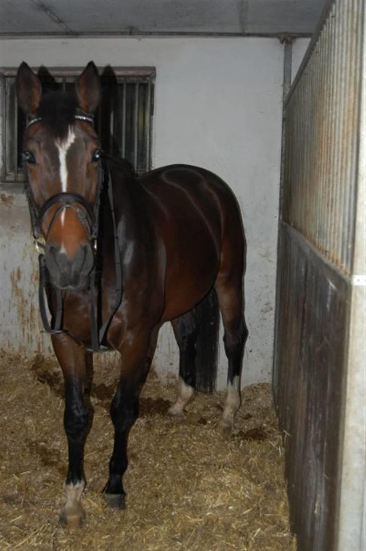 Dansk Varmblod Baunehøjens Habbiness billede 2