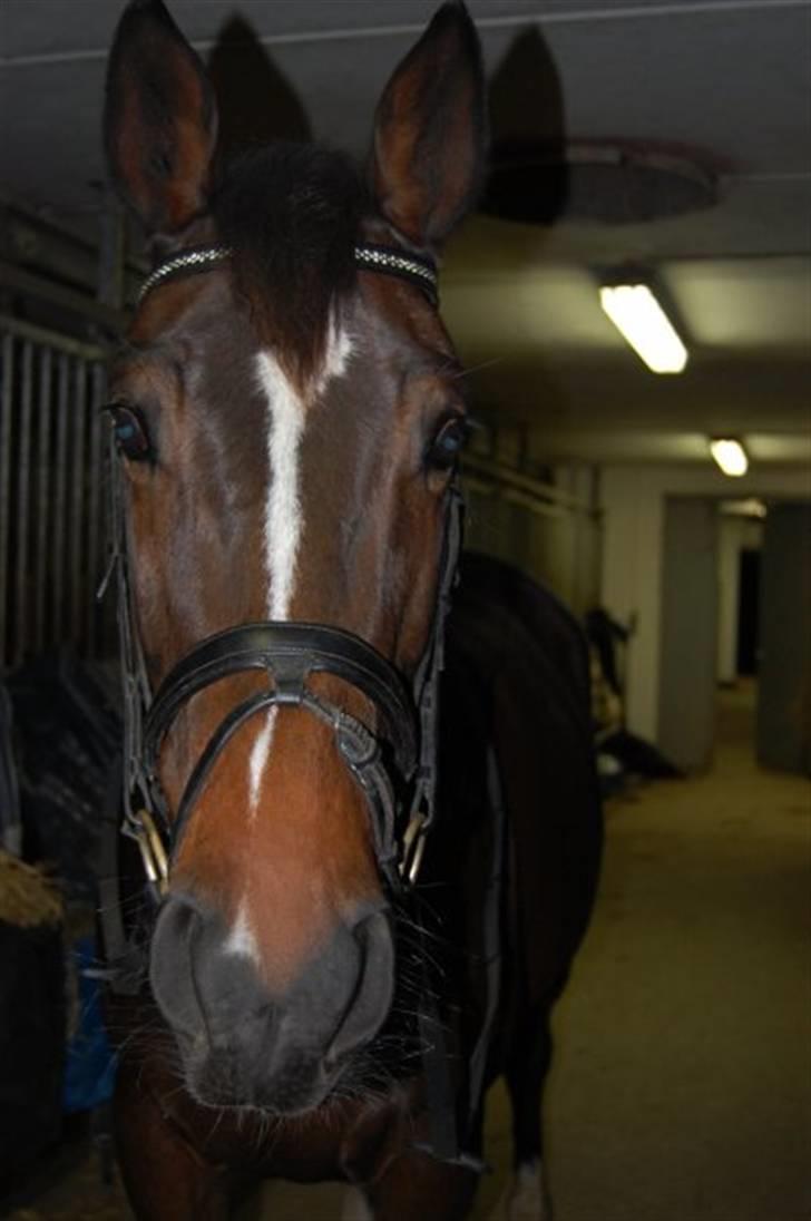 Dansk Varmblod Baunehøjens Habbiness billede 3