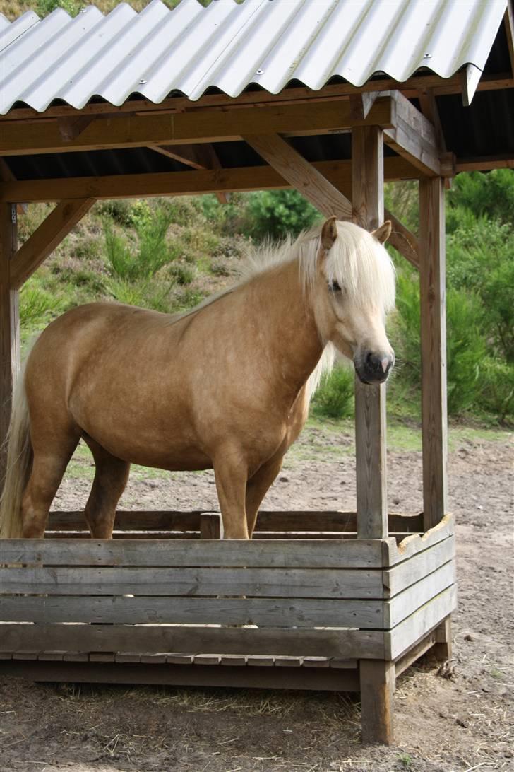 Islænder Kylja fra Stubbebro - Smukke billede 13