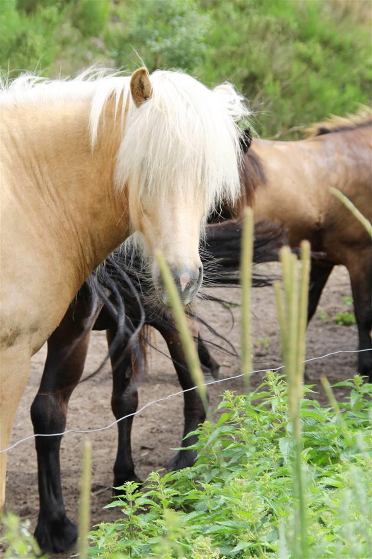 Islænder Kylja fra Stubbebro billede 14