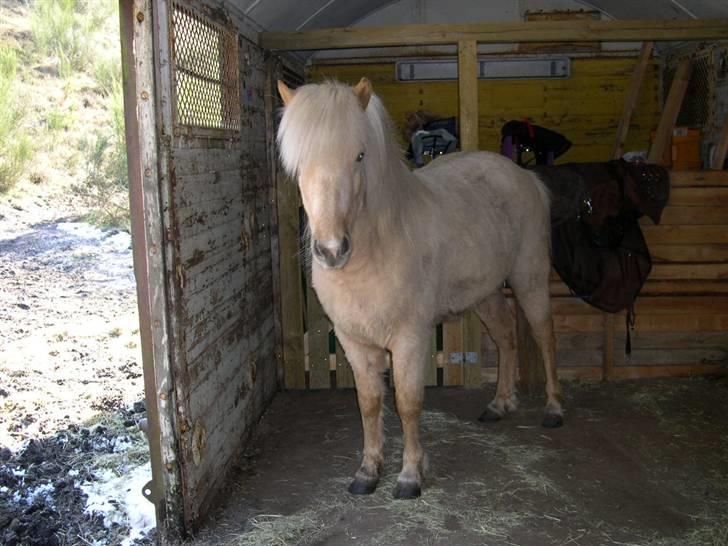 Islænder Kylja fra Stubbebro - Min smukke hest<3 billede 15