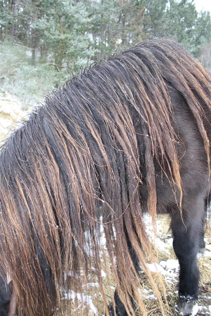 Islænder Omi fra hallisgård - Omis lange man billede 17