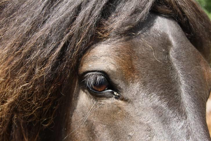 Islænder Omi fra hallisgård - OMI billede 18