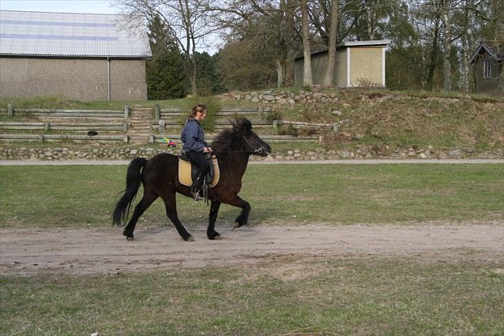 Islænder Omi fra hallisgård - April 2010 billede 19
