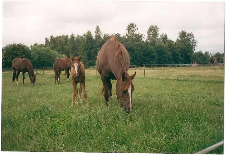 Welsh Partbred (Sec F) Woldstreeks Quentin - Quentin som føl sammen med sin mor Jasmijn og 2 af hans søskende (Billedet er taget i Holland af avler) billede 2