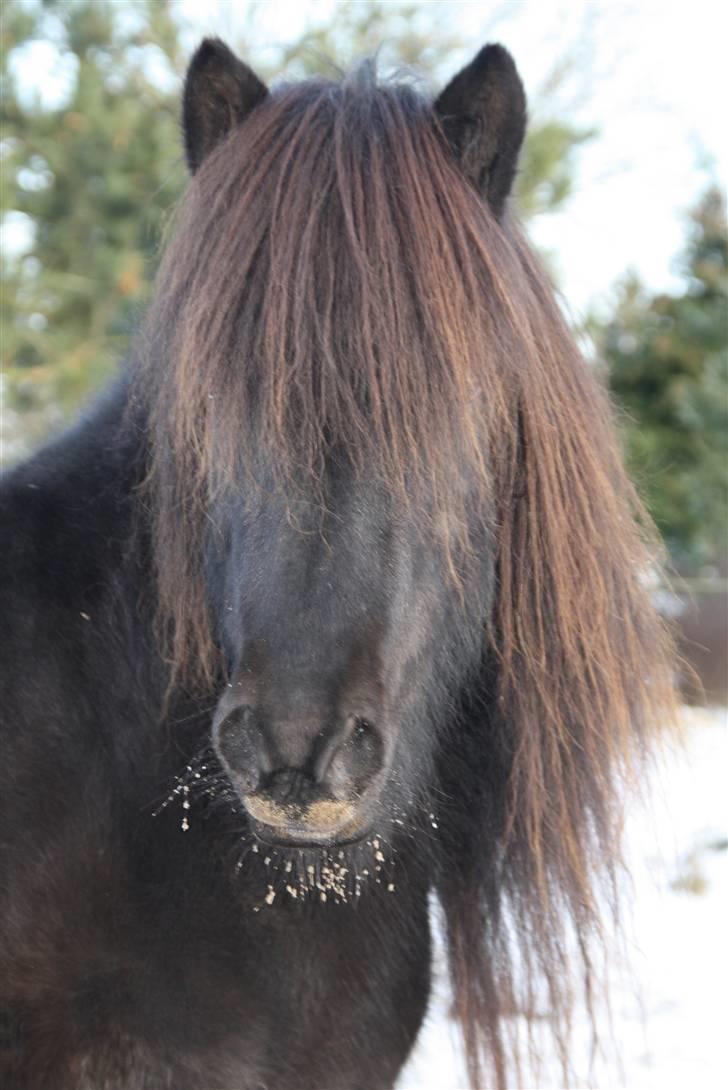 Islænder Omi fra hallisgård - Min flotte hest<33333 billede 20