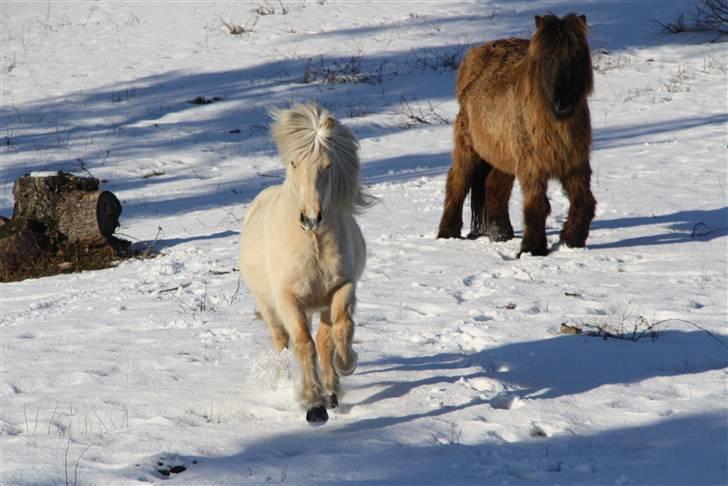 Islænder Kylja fra Stubbebro - Kylja<333333333 billede 19