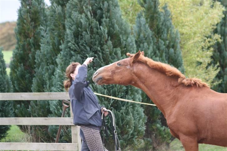 Anden særlig race Destiny billede 12