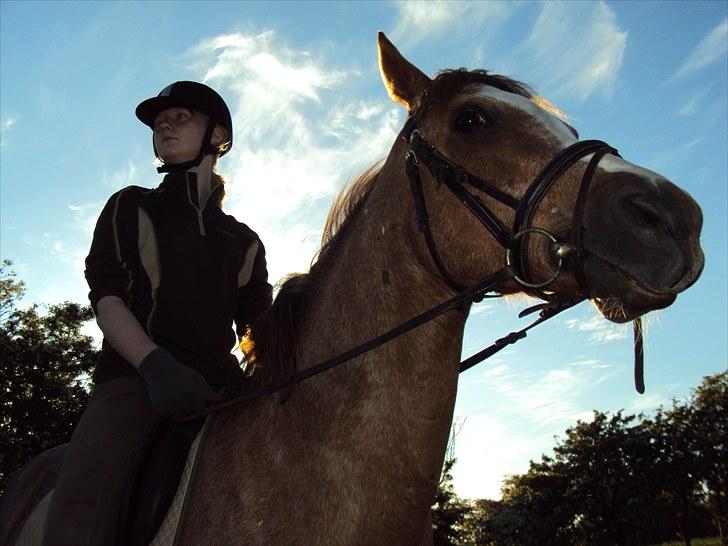Anden særlig race Verdi - min dreng billede 8