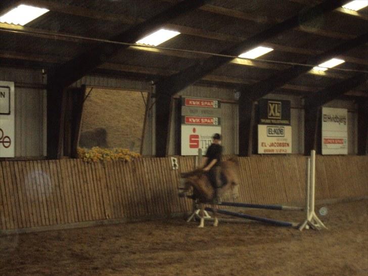 Anden særlig race Verdi - VERDI....  springer... billede 9