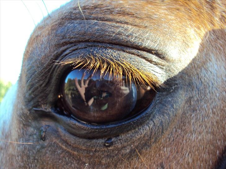 Anden særlig race Verdi - hey smukke......;-) billede 10
