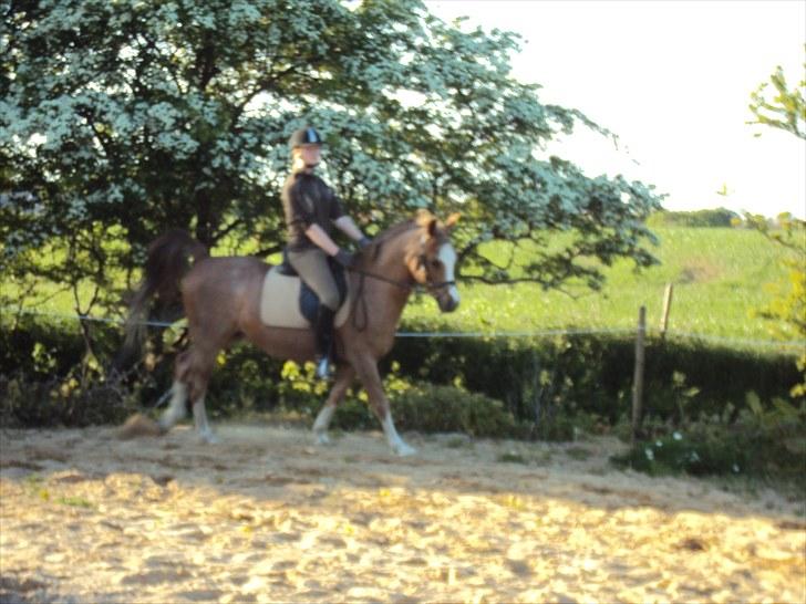 Anden særlig race Verdi - vi arbejder hårdt billede 11