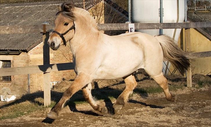 Fjordhest Pyrus R.I.P. :'( - Forår 2010 billede 5