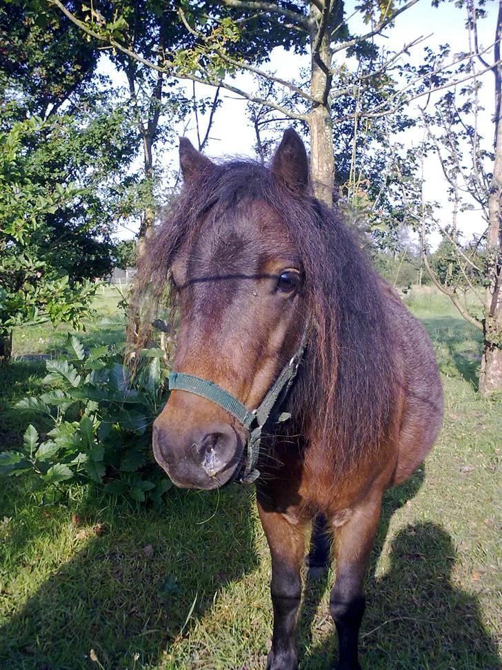 Shetlænder Diamond billede 1