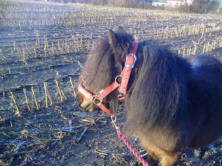 Shetlænder Diamond billede 2