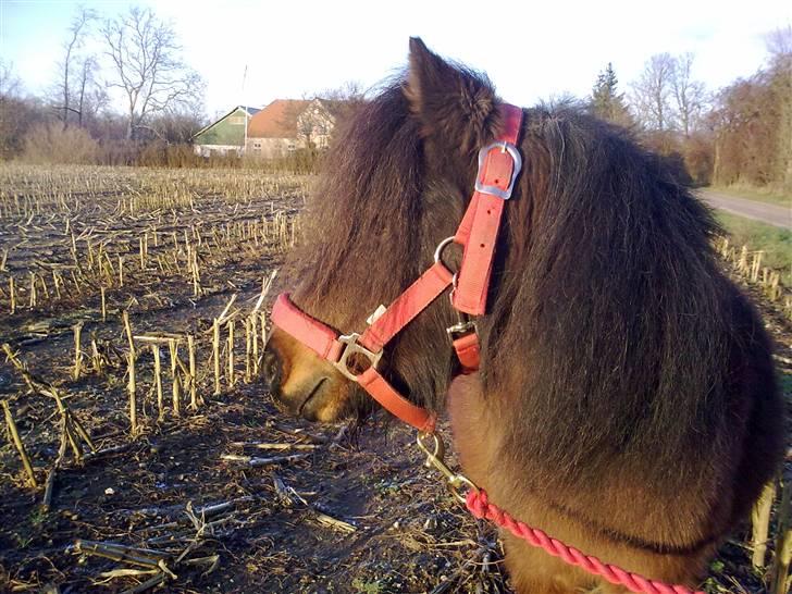 Shetlænder Diamond billede 3