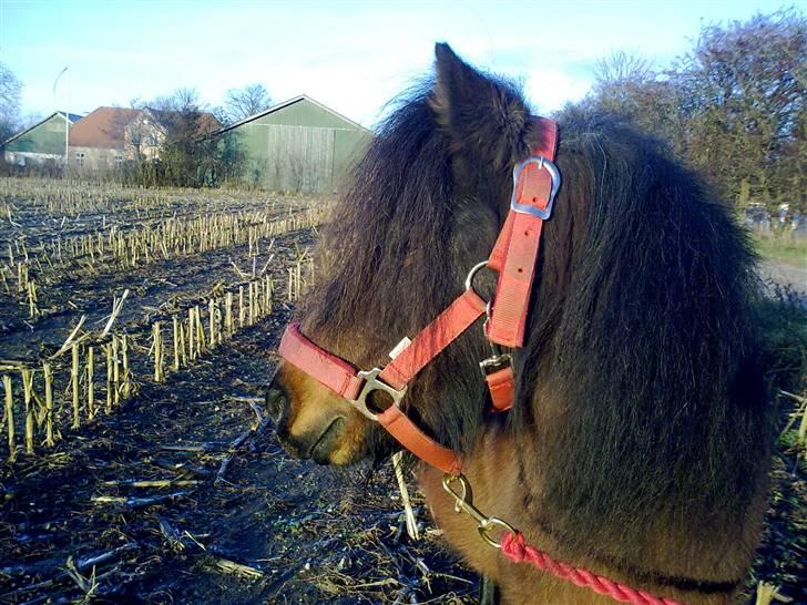 Shetlænder Diamond billede 7