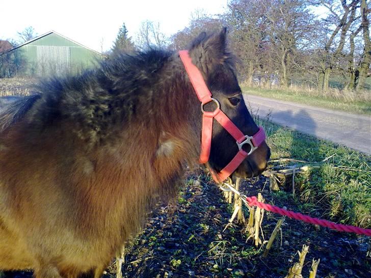 Shetlænder Diamond billede 19