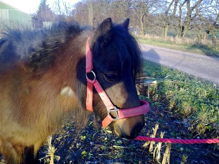 Shetlænder Diamond billede 5