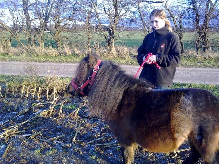 Shetlænder Diamond billede 8