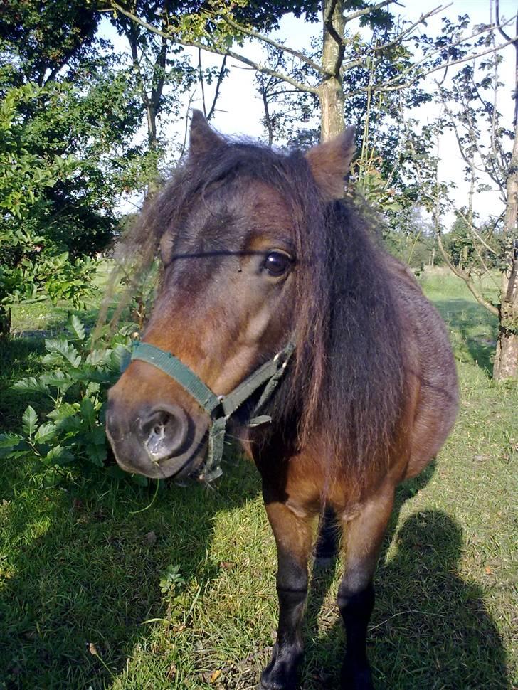 Shetlænder Diamond billede 9