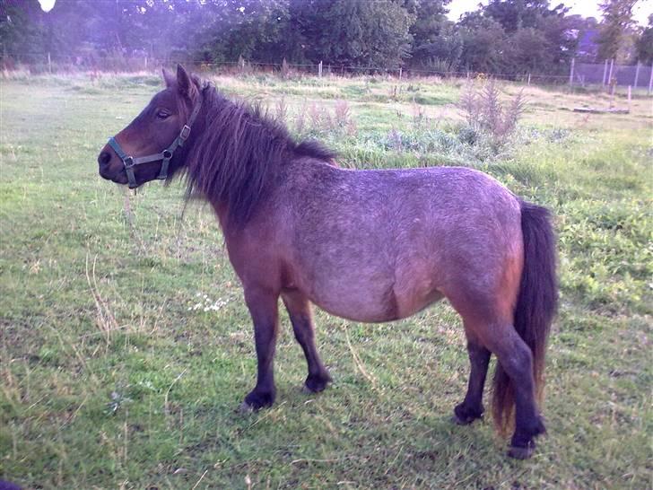 Shetlænder Diamond billede 10