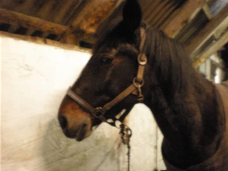 Anden særlig race Laika - forlagen?... billede 2