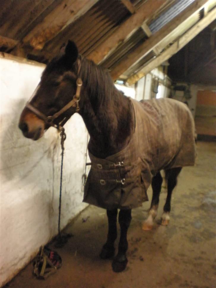 Anden særlig race Laika - Laika<33 billede 3