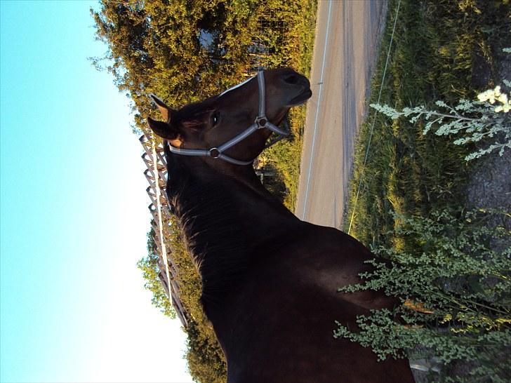 Anden særlig race Laika - heeej billede 4