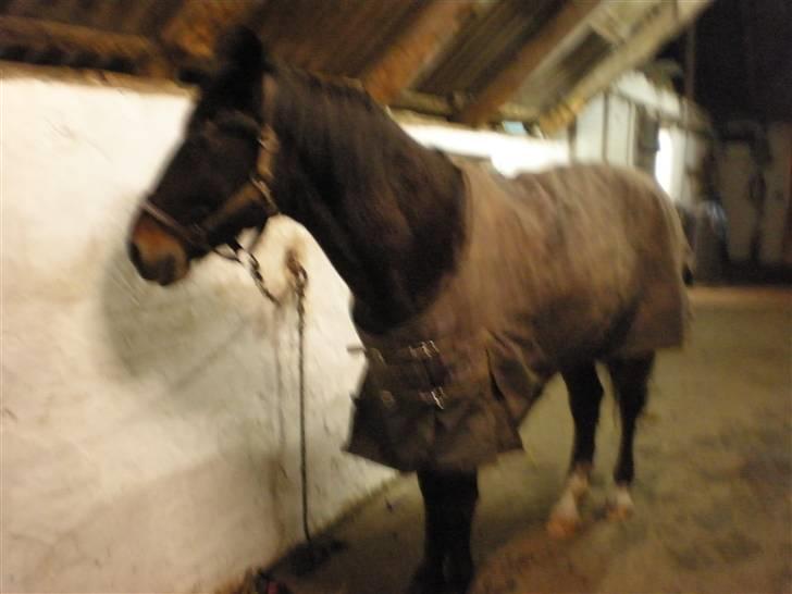 Anden særlig race Laika - ja her du... billede 5