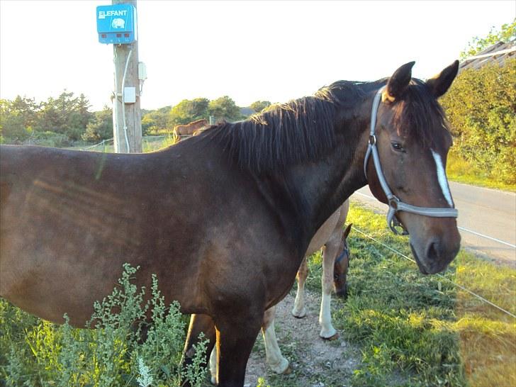 Anden særlig race Laika - hvordan har du det?! billede 7