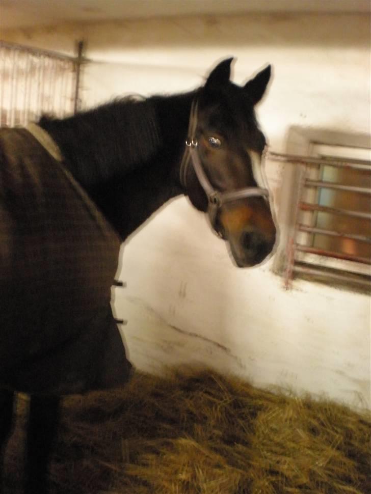 Anden særlig race Laika - der var du... billede 8