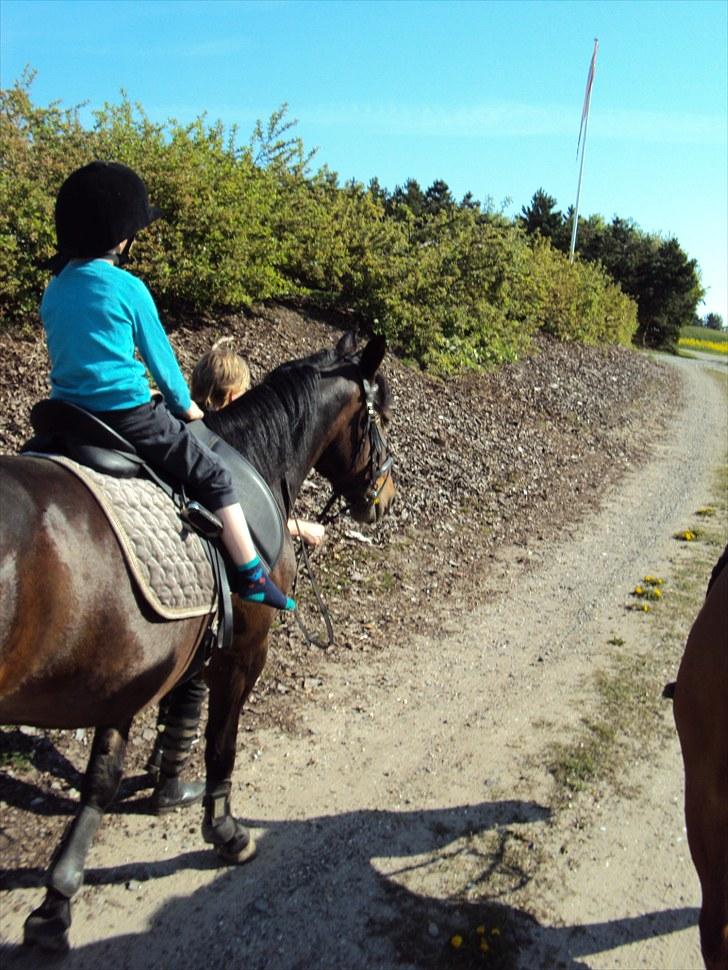 Anden særlig race Laika - smuk, smukkere smukest er du.. billede 9