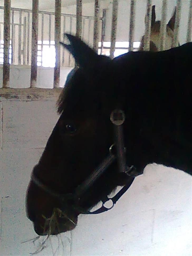 Anden særlig race Laika - ørene er fremme godt klaret.. billede 10