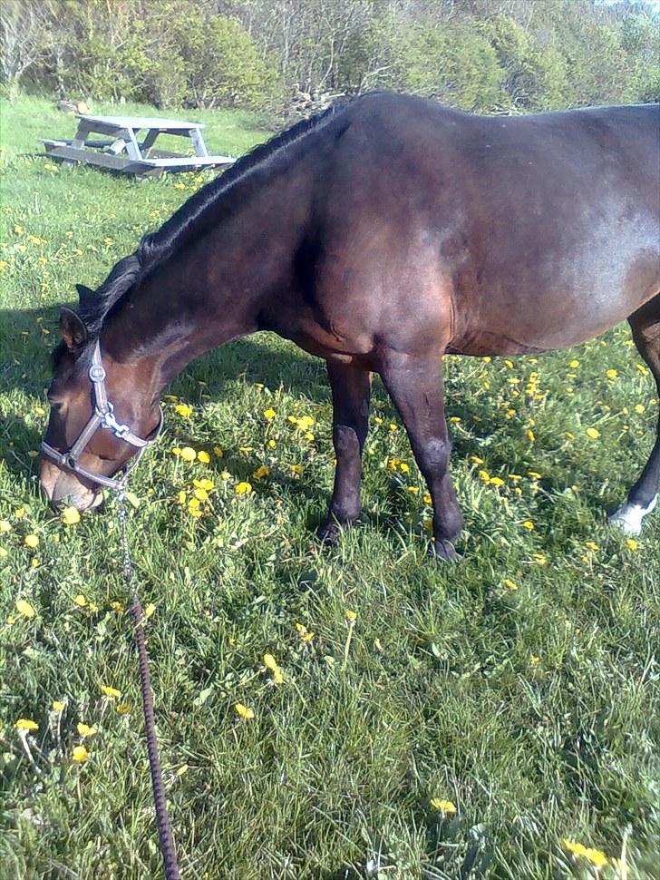 Anden særlig race Laika billede 11