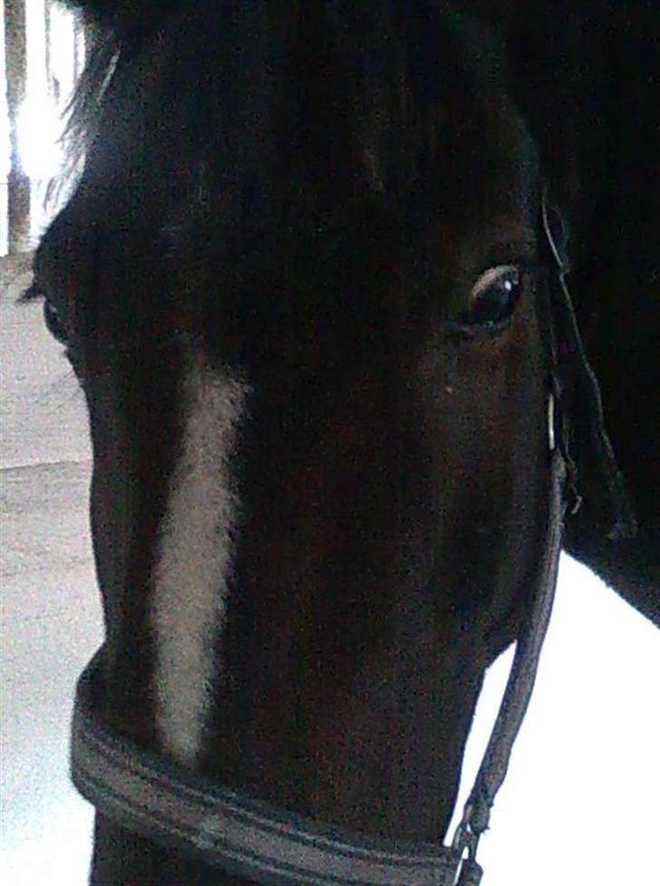 Anden særlig race Laika - et øje på hver finger<33XD billede 12