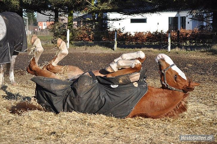 Dansk Varmblod Caiser - Hehe, Tak til LKB Foto for billeder! billede 8